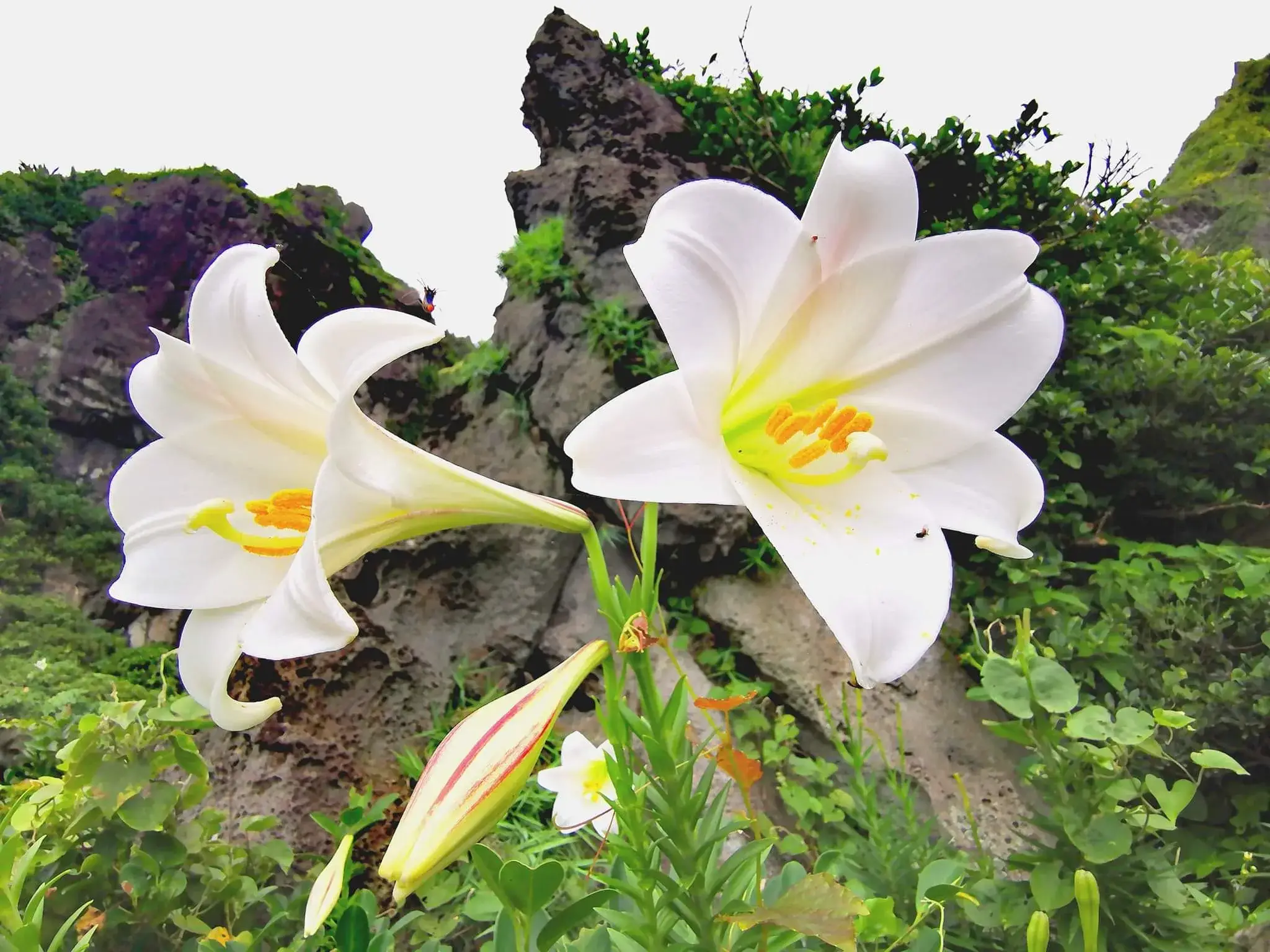 野百合花季