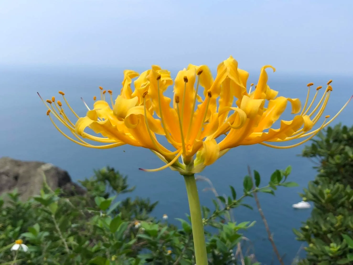 金花石蒜花季